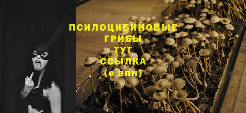 купить закладку  Ярославль  Псилоцибиновые грибы Psilocybe 